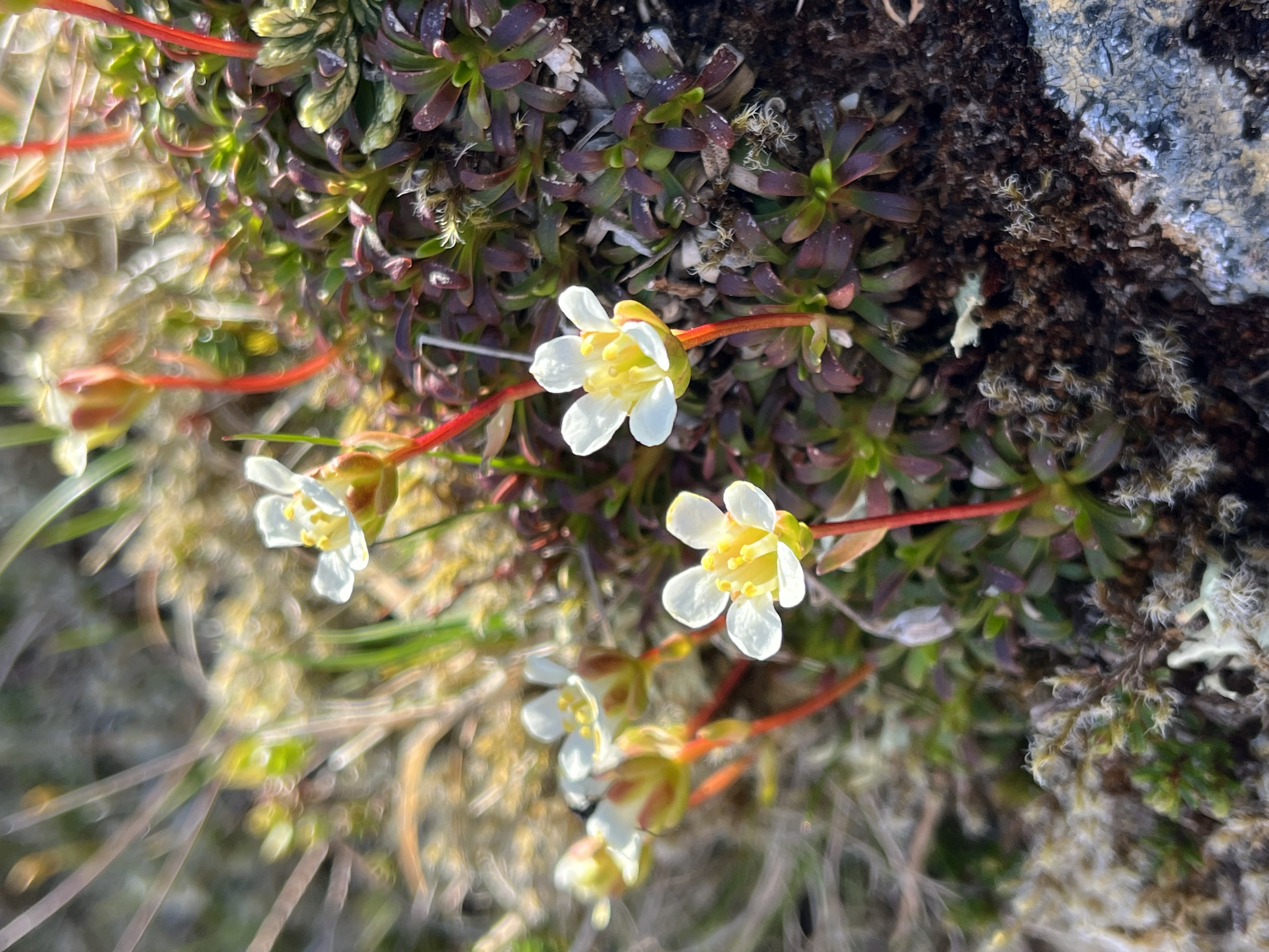 Diapensis lapponica (c) Matt Harding