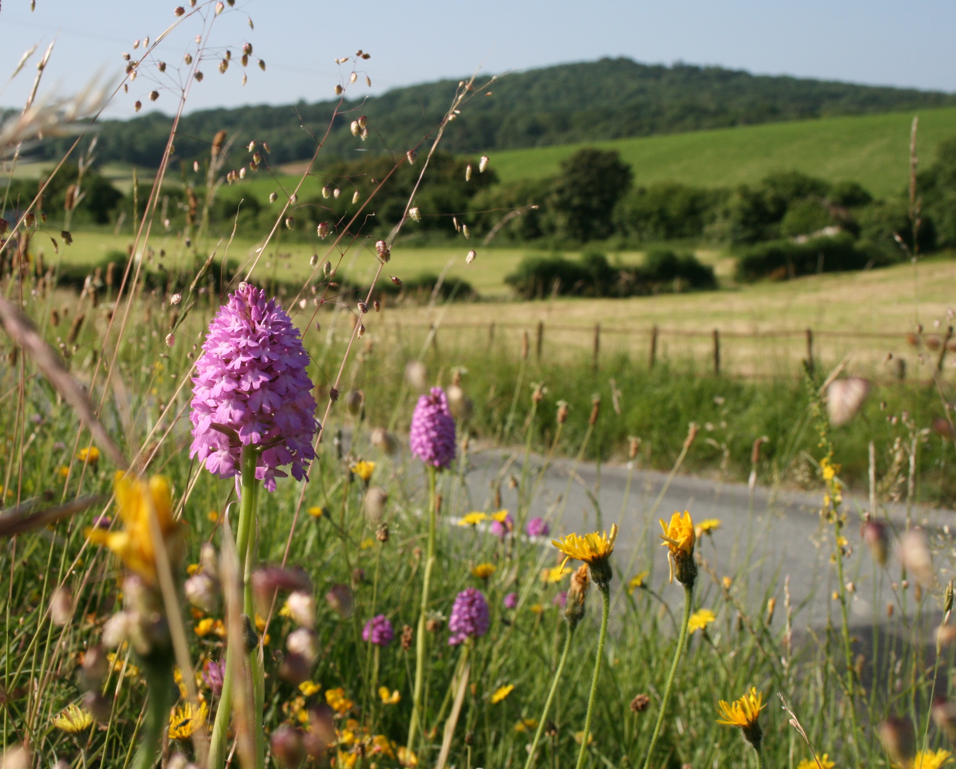 Pyramidal orchid on road verge (c) Dominic Murphy