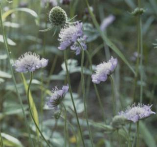 Small Scabious